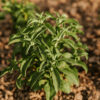Schönfeld Tee Stevia Pflanze